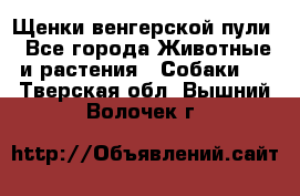 Щенки венгерской пули - Все города Животные и растения » Собаки   . Тверская обл.,Вышний Волочек г.